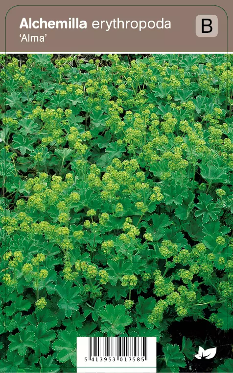 V I P S Alchemilla Erythropoda Alma Leeuweklauw P9 Top Tuincentrum