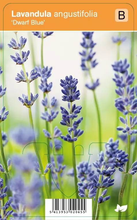 V I P S Lavandula Angustifolia Dwarf Blue Lavendel P9 Top