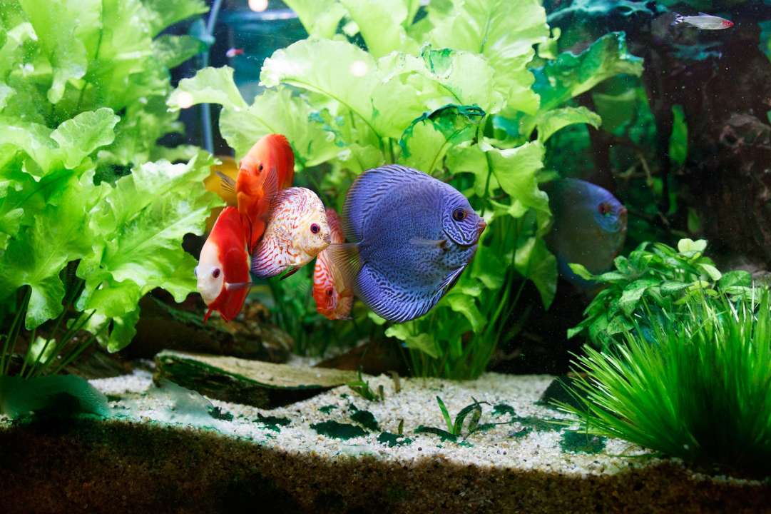 Aquarium met vissen en planten