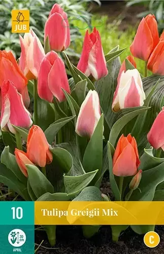 10 TULIPA GREIGII MI 11/12