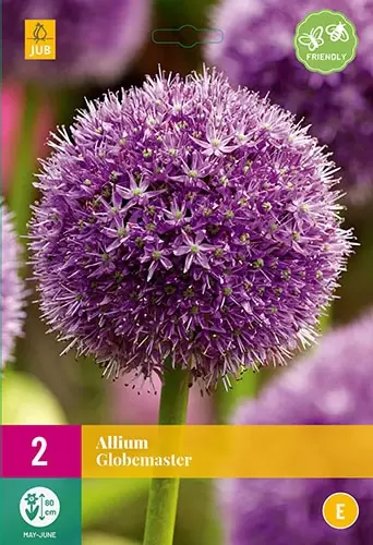 X 2 Allium Globemaster Top Tuincentrum