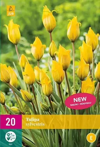 X 20 Tulipa sylvestris