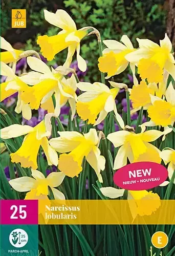 25 NARCISSUS LOBULARIS 6/7