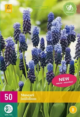 X 50 Muscari latifolium