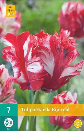 X 7 Tulipa Estella Rijnveld