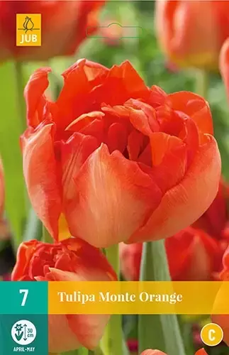 X 7 Tulipa Monte Orange