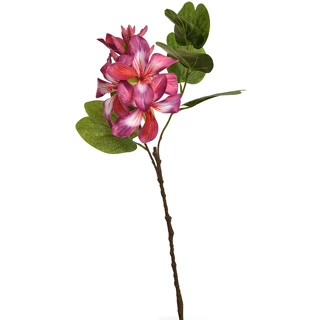 Bauhinia orchideesteel l60cm d.roze