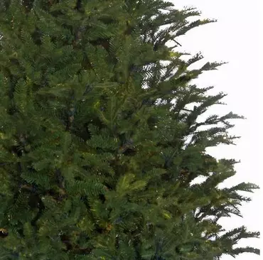 Frasier kerstboom groen - h215 x d145cm