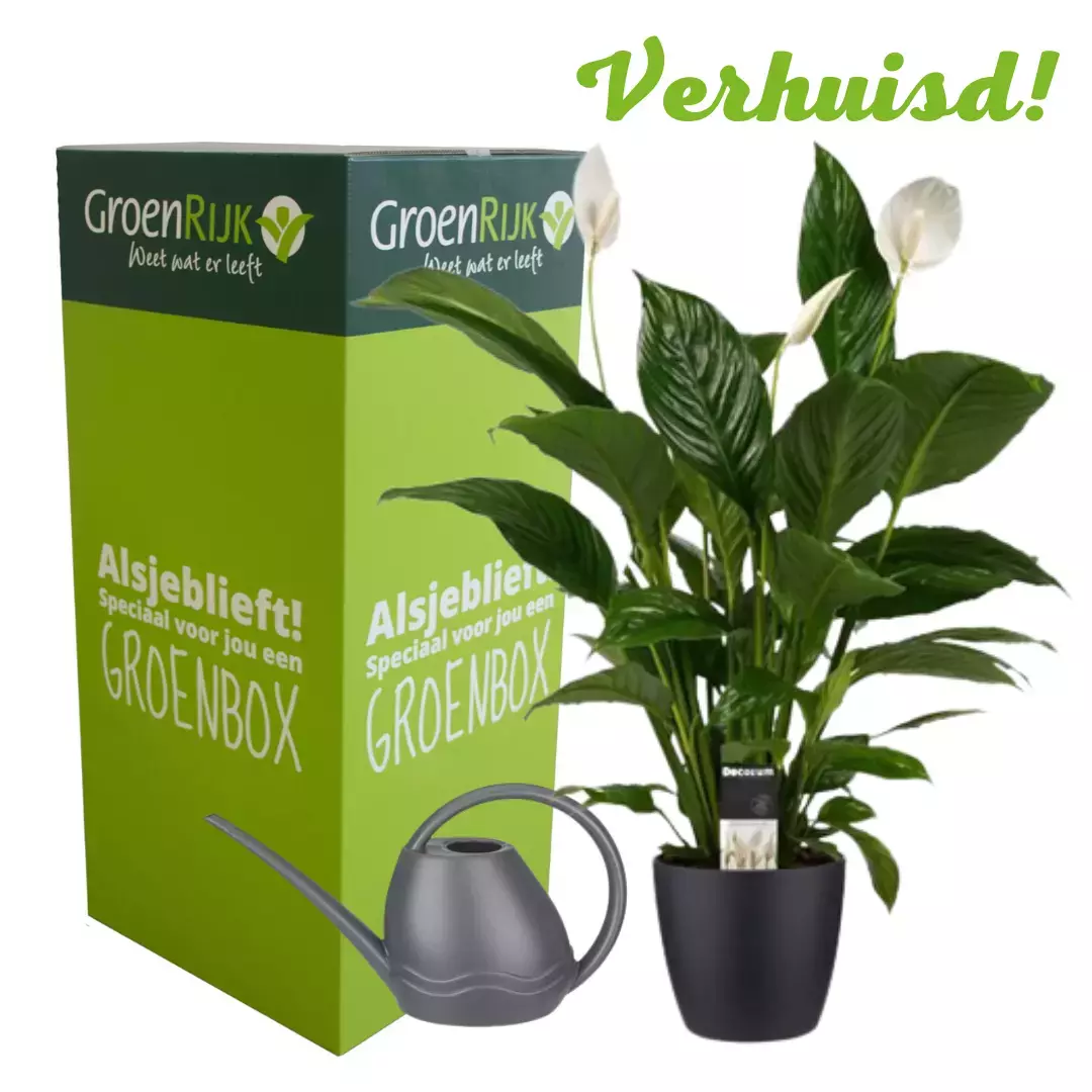 Cadeau Box Kamerplant Verhuisd - Lepelplant