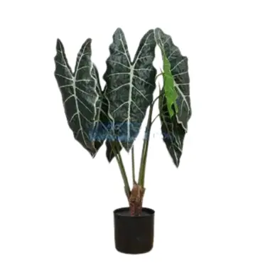 Cissus i/pot h40cm