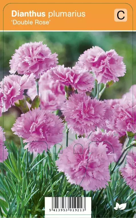 V.I.P.S. Dianthus plumarius ''Double Rose'' - steenanjer P9