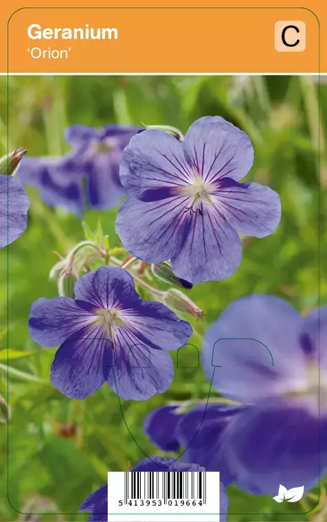 V.I.P.S. Geranium ''Orion'' - ooievaarsbek P9