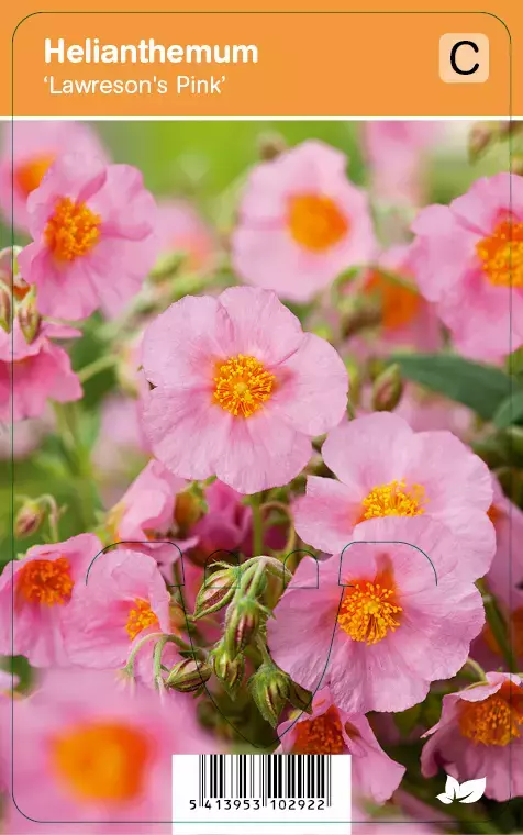 V.I.P.S. Helianthemum ''Lawreson's Pink'' - zonneroosje P9