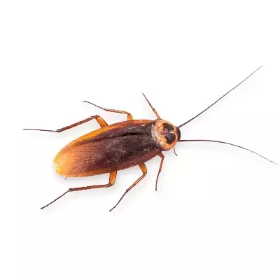 Kakkerlakken klein (redrunners)
