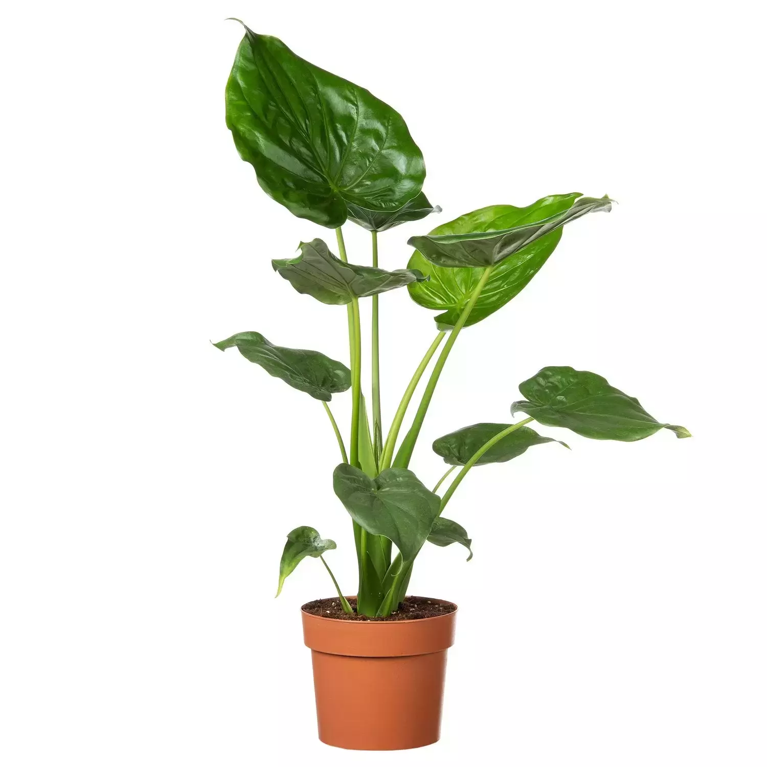 KAMERPLANT ALOCASIA ''OLIFANTSOOR'' 21CM