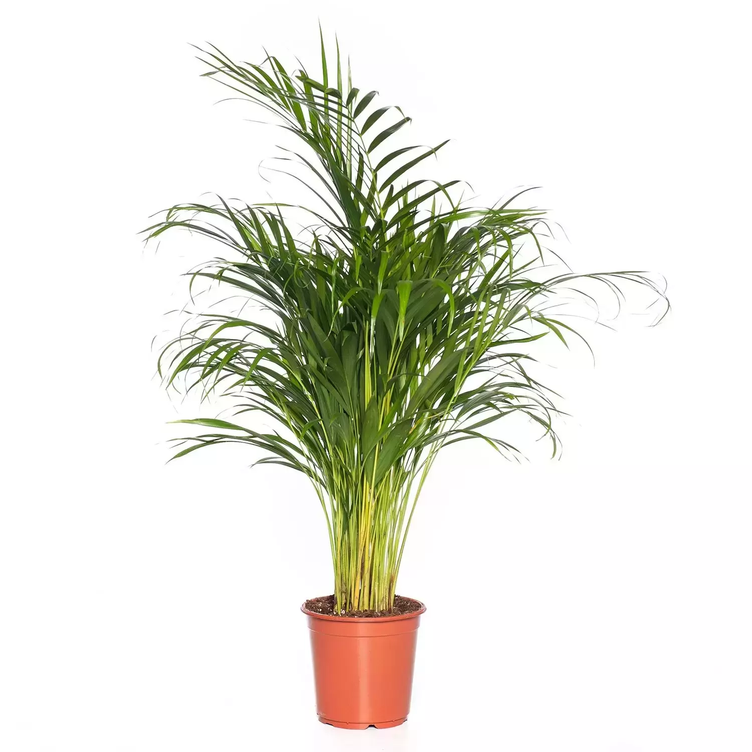 Algebraïsch Overtekenen Geldschieter Kamerplant Dypsis Lutescens "Areca palm" - Top Tuincentrum