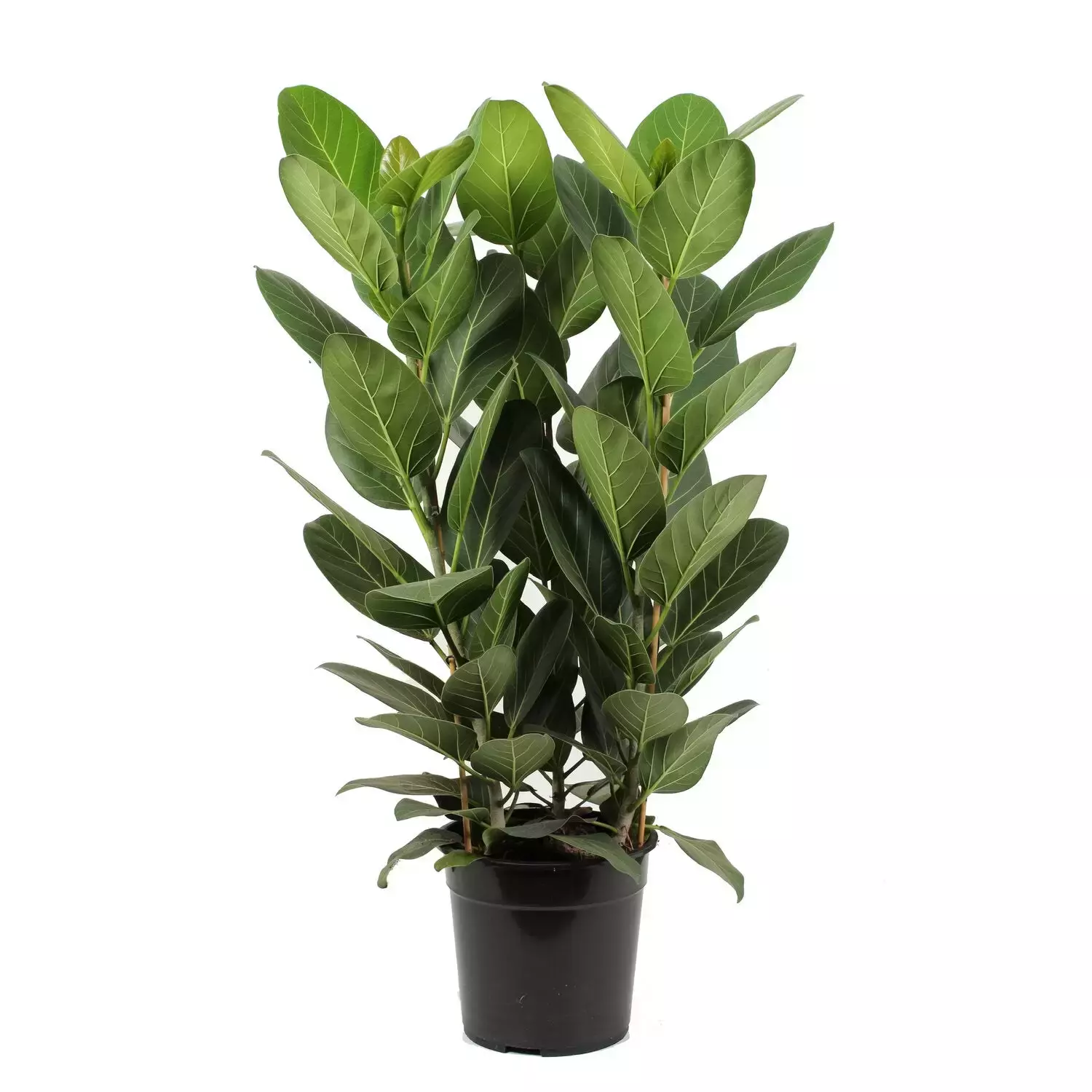 Kamerplant Ficus Benghalensis ''Tabaksplant''