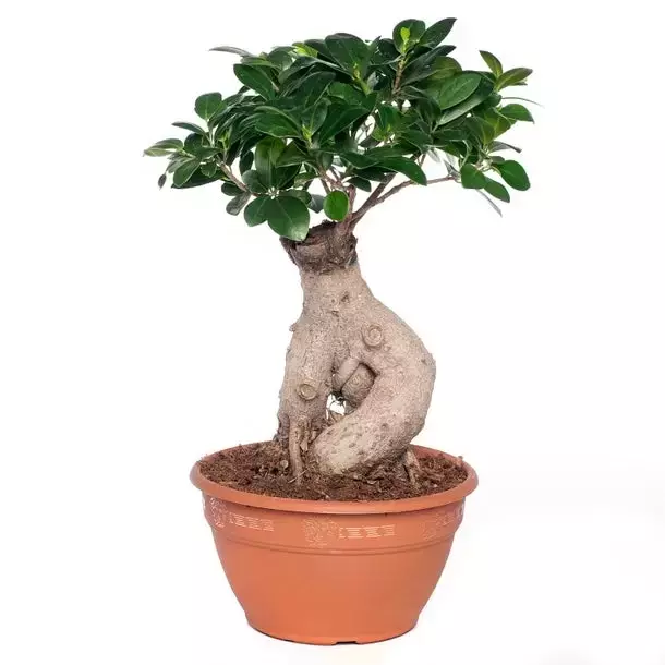 Kamerplant Ficus Microcarpa ''Ginseng''