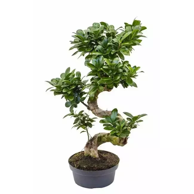 Kamerplant Ficus Microcarpa ''Ginseng'' potmaat 30cm