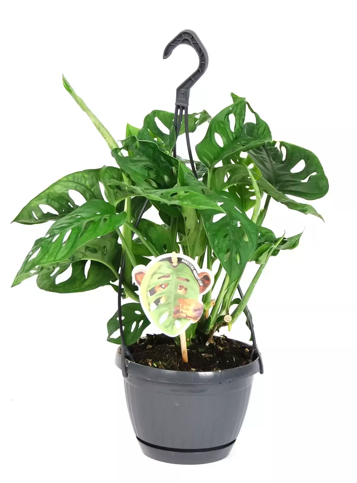 Kamerplant Monstera Obliqua 'Gatenplant'