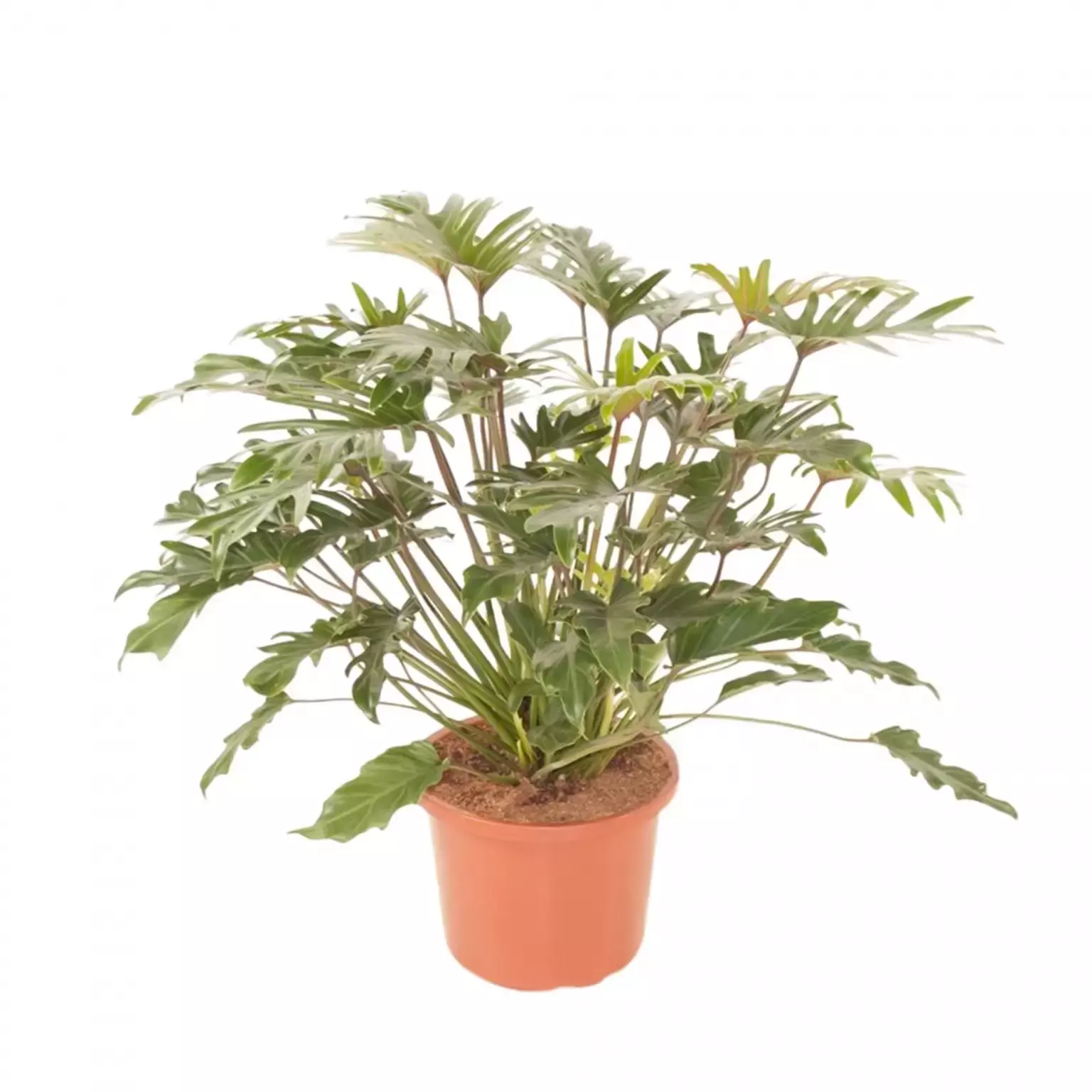 Kamerplant Philodendron ''Xanadu''