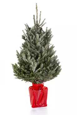 Kerstboom Fraseri in pot 80-100cm