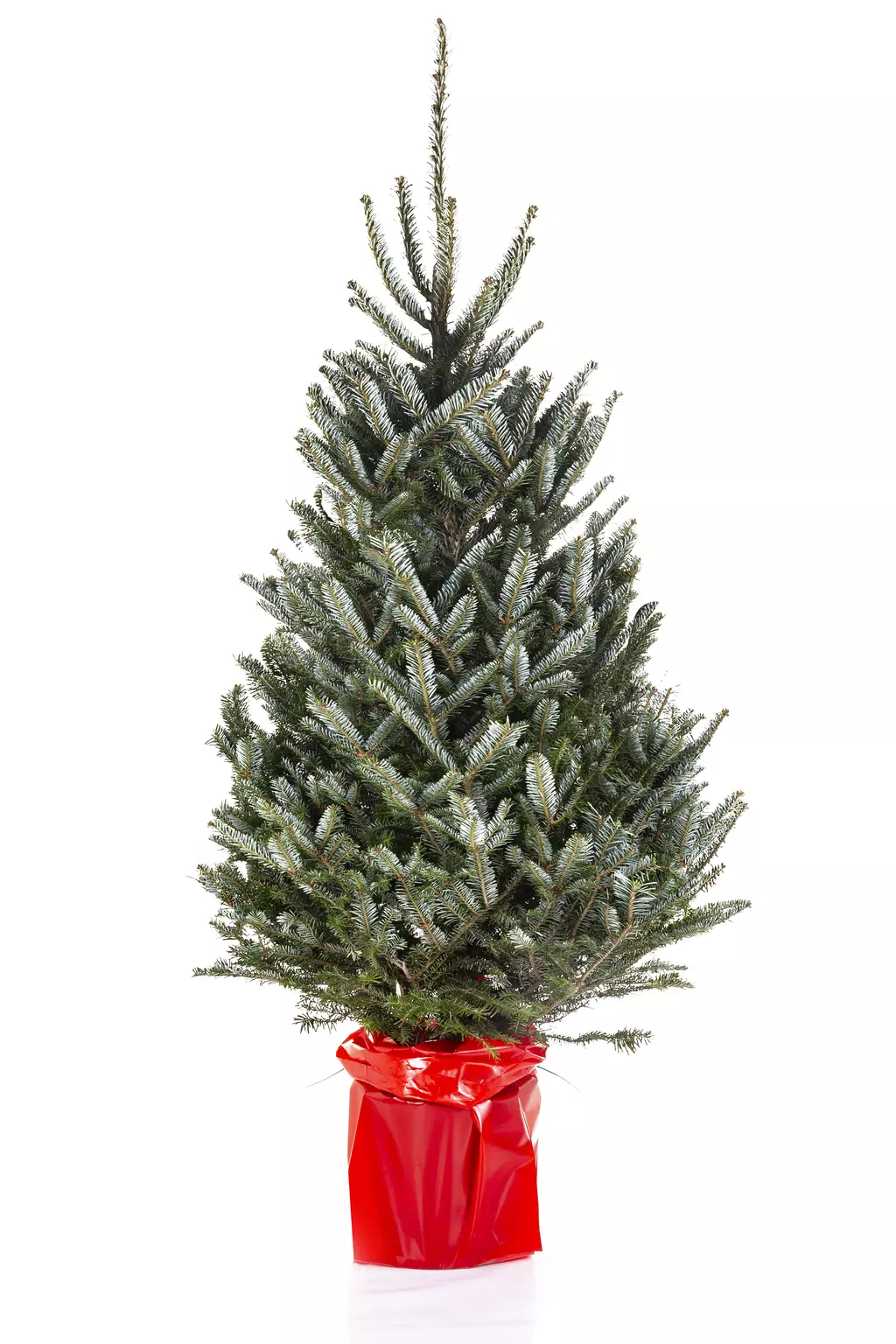 Kerstboom Abies Fraseri in pot 125150cm Top Tuincentrum