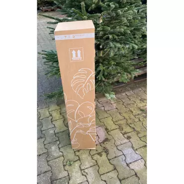 Kerstboom Fraseri 100-125cm