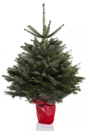 Kerstboom Nordmann 125cm