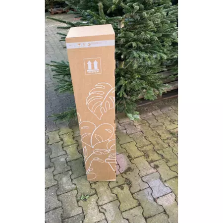 Kerstboom Nordmann 125cm