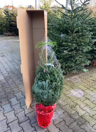 Kerstboom Nordmann 125cm