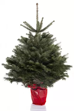 Kerstboom Nordmann 150-175cm