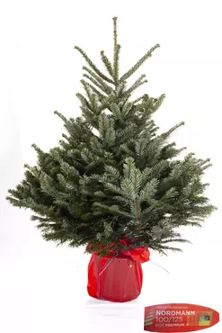 Nordmann kerstboom in pot 100cm