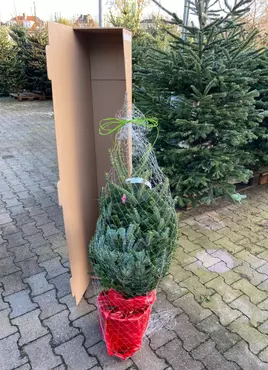 Nordmann kerstboom in pot 100cm