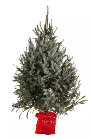 Kerstboom Omorika 100-125cm