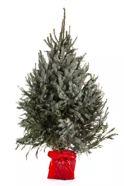 Kerstboom Omorika 100-125cm