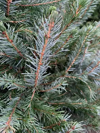 Kerstboom Picea Omorika in pot 100-125cm - afbeelding 2