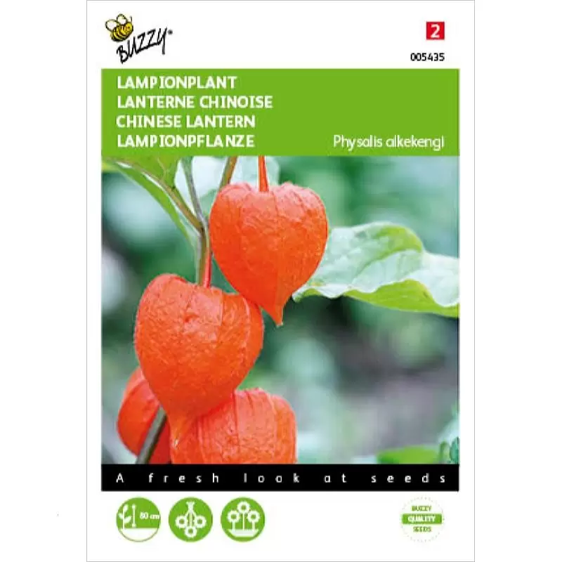 Physalis Lampionplant Top Tuincentrum