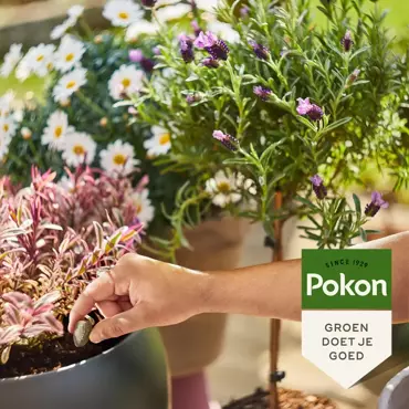 Pokon Bio Terras en Balkon Planten Voedingskegels 15st - afbeelding 4