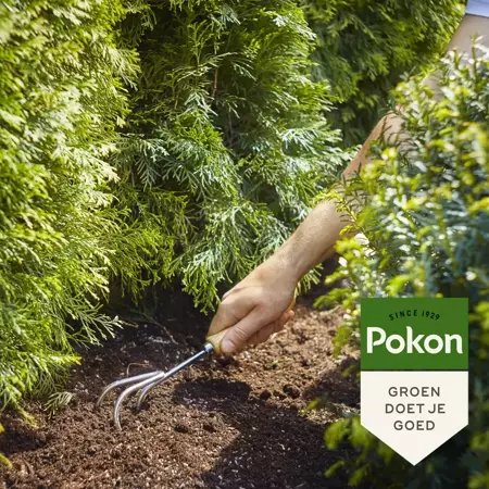 Pokon Conifeer en taxus mest 2,5kg - afbeelding 4