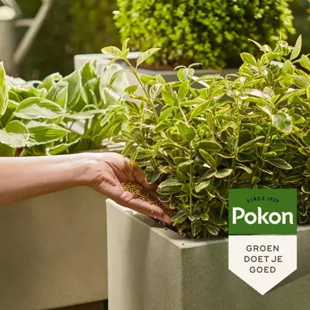 Pokon Groene Planten Voedingskorrels 800gr - afbeelding 4