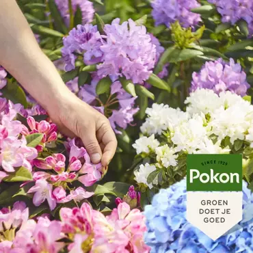 Pokon Hortensiamest 2,5kg - afbeelding 4