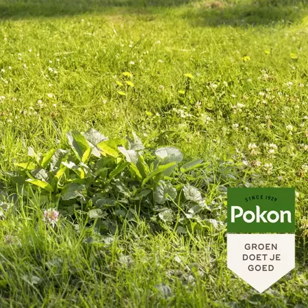 Pokon Onkruidweg 120m2 2400g - afbeelding 4