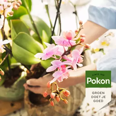 Pokon Orchidee Voeding 250ml - afbeelding 4