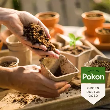 Pokon Stekpoeder 25gr - afbeelding 4