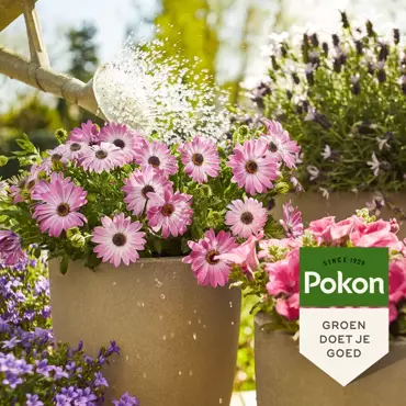 Pokon Terras & Balkon Planten Voeding Wateroplosbare Voeding 500gr - afbeelding 4