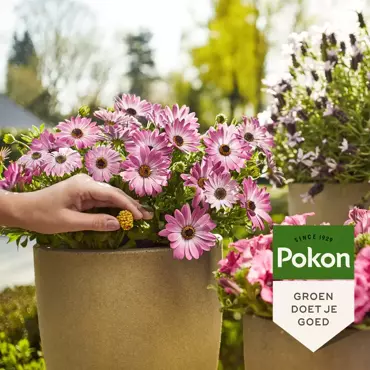 Pokon Terras en Balkon Planten Voedingskegels 40st - afbeelding 4