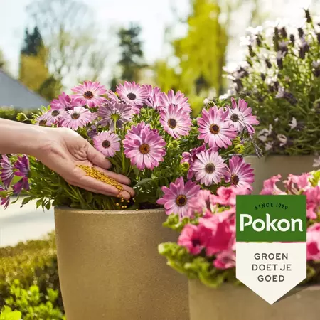 Pokon Terras en Balkon Planten Voedingskorrels 1800gr - afbeelding 4