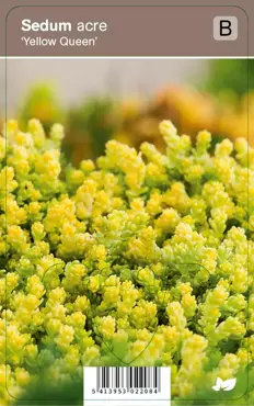 V.I.P.S. Sedum acre  ''Yellow Queen'' - muurpeper p9