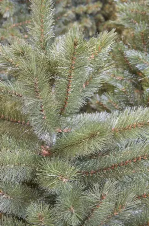 Kunstkerstboom forest frosted slim d102h185cm grn